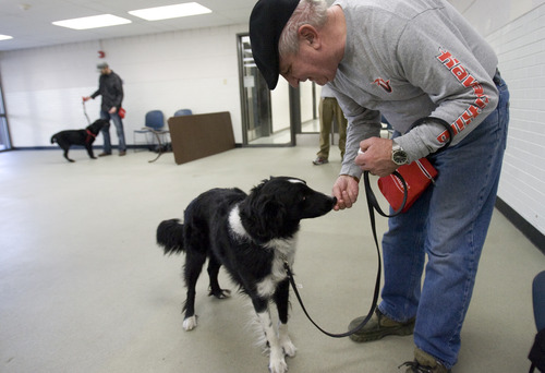 Kim Raff  |  The Salt Lake Tribune
Steve Seamons, a Navy Vietnam veteran, works with his dog, Jaxx, during a Canines With A Cause class at Northwest Recreation Center in Salt Lake City on December 21, 2012. Canines With A Cause is a non-profit that trains veterans and their dogs.
