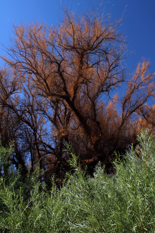 Francisco Kjolseth  |  The Salt Lake Tribune
Dead, browned tamarisk lines the banks of the Colorado River as efforts to eliminate the invasive species appear to be working. The small tamarisk leaf beetle, imported from China, is used to control the non-native and invasive tamarisk plant. Tamarisk was brought to North America as an ornamental plant and has displaced native vegetation along rivers in the West. The beetle was released in 2004 along the Colorado River in Grand County, upstream of Canyonlands National Park in an effort to knock back tamarisk.