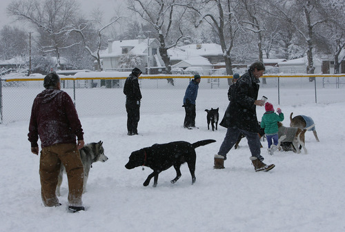 Scott Sommerdorf   |  The Salt Lake Tribune
Dog owners give their dogs the run of the new snow at the dog park at Herman Franks Park on 700 East, Friday, January 11, 2013.