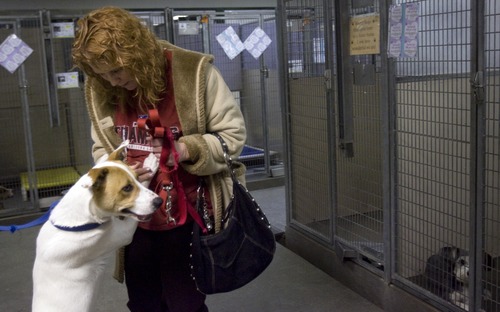 Kim Raff | The Salt Lake Tribune
Connie Magyar looks at Zuma, a dog up for adoption at the Humane Society in Murray. The Utah Legislature will be asked to consider bills that would more tightly regulate sales of puppies and would restrict the amount of time a dog could be tied up and left unattended.