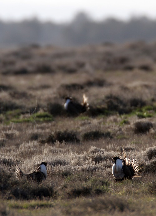 Rick Egan  | Tribune file photo 

Federal wildlife officials propose lising the Gunnison sage grouse, pictured here last spring performing its distinct courtship ritual on a lek near Monticello, for protection under the Endangered Species Act.