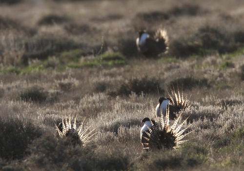 Rick Egan  | Tribune file photo 

Federal wildlife officials propose lising the Gunnison sage grouse, pictured here last spring performing its distinct courtship ritual on a lek near Monticello, for protection under the Endangered Species Act.