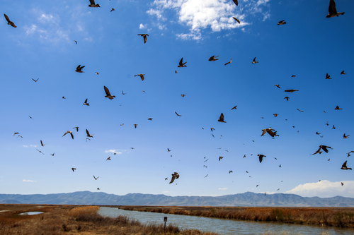 Chris Detrick  |  Tribune file photo
Cliff swallows fly around at the Bear River National Wildlife Refuge in April 2012. Agencies have announced fee-free days in 2013 for federal lands, including the refuge.