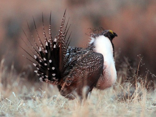 Rick Egan  | The Salt Lake Tribune 

A male greater sage-grouse does his strut display near Green River Wyoming, Wednesday, March 21, 2012.