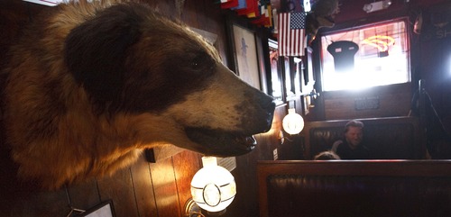 Leah Hogsten  |  The Salt Lake Tribune
A stuffed St. Bernard head overlooking diners is rumored to be the largest St. Bernard in the world and used to greet customers at a bar outside Yellowstone.