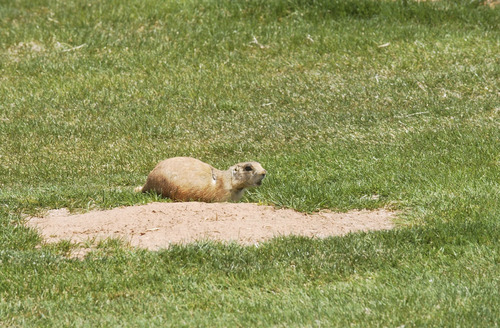 Tribune file photo
A Utah prairie dog gets some afternoon rays at a Cedar City golf course.