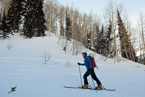 Chris Detrick  |  The Salt Lake Tribune
Utah Senate President Wayne Niederhauser skis up Grizzly Gulch near Alta Saturday February 2, 2013.