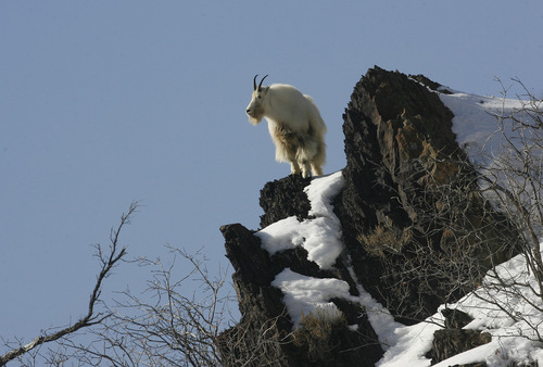 Scott Sommerdorf   |  The Salt Lake Tribune
A mountain goat forages for food on a rocky cliff up Big Cottonwood Canyon, Sunday, February 3, 2013.
