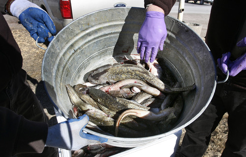Scott Sommerdorf   |  The Salt Lake Tribune
DNR rangers display some of the Burbot brought to the Manila check station in Manila, Saturday, Feb. 2, 2013.