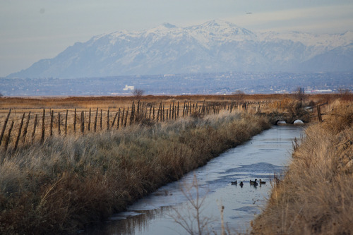 Chris Detrick  |  The Salt Lake Tribune
Ducks swim in a canal near the Legacy Nature Trail near the 500 South Trailhead Friday December 21, 2012.