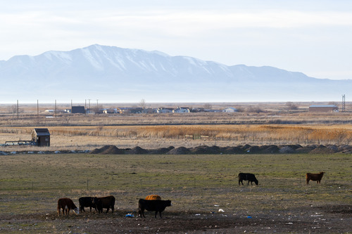 Chris Detrick  |  The Salt Lake Tribune
Cattle graze near the Legacy Nature Trail near the 500 South Trailhead Friday December 21, 2012.