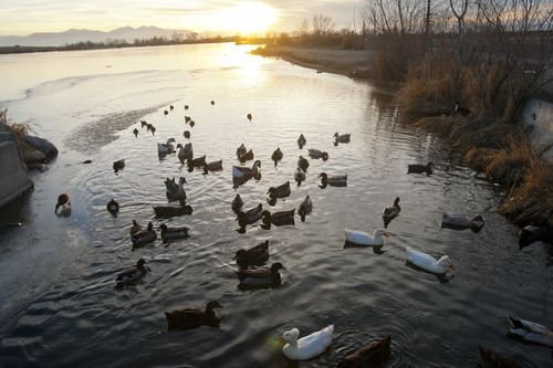 Chris Detrick  |  The Salt Lake Tribune
Ducks swim in Bountiful Lake along the Legacy Parkway Friday December 21, 2012.