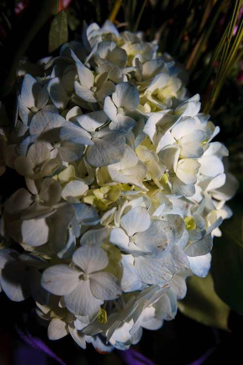 Trent Nelson  |  The Salt Lake Tribune
Hydrangea at Every Blooming Thing, Saturday, February 9, 2013 in Salt Lake City.