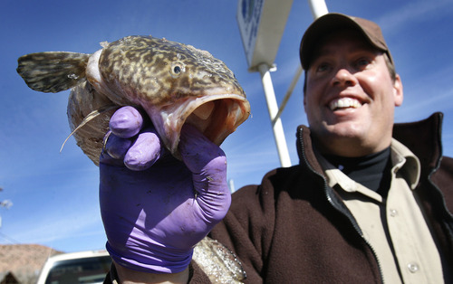 Scott Sommerdorf   |  The Salt Lake Tribune
DNR ranger Clint Sampson displays one of the burbots turned in at the Manila check station in Manila, Saturday, Feb. 2, 2013.