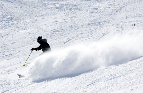 Kim Raff  |  The Salt Lake Tribune
A skier sprays snow as they ride down the Little Dipper trail at Alta Ski Area on Presidents Day, Monday, Feb. 18, 2013.