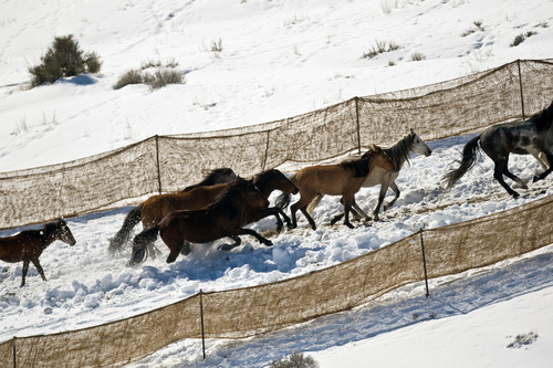 Chris Detrick  |  The Salt Lake Tribune
Wild horses from Utah's Swasey herd are rounded up by Cattoor Livestock Roundup Co. 50 miles west of Delta on Thursday, Feb. 14, 2013. Under the Bureau of Land Management operation, helicopter wranglers will gather 262 horses. One hundred will be released back into the Swasey Herd Management Area -- one of Utah's 19 HMAs on federal land. Many of the horses released will be mares treated with a contraceptive.