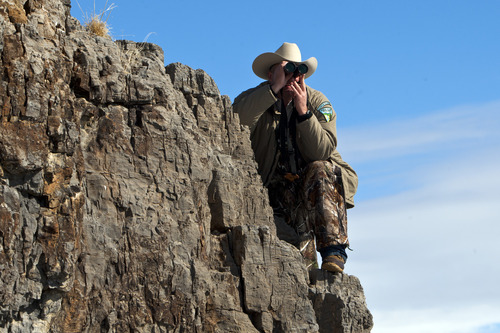 Chris Detrick  |  The Salt Lake Tribune
Eric Reid, Fillmore Wild Horse and Burro Specialist, watches through binoculars as wild horses from Utah's Swasey herd are rounded up by Cattoor Livestock Roundup Co in the West Desert near the Swasey Mountains Thursday February 14, 2013. Under the Bureau of Land Management operation 50 miles west of Delta, helicopter wranglers will gather 262 horses. One hundred will be released back into the Swasey Herd Management Area -- one of Utah's 19 HMAs on federal land. Many of the horses released will be mares treated with the contraceptive Porcine Zona Pellucida (PZP-22).