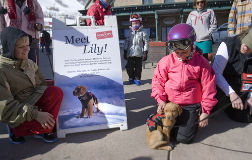 Paul Fraughton  |   Salt Lake Tribune
Mia Richerson,age 9,  meets "Lily", Park City Ski Resort's  new avalanche dog in training, who was on  the resort's plaza where she was an instant hit with skiers who petted her and posed with her for photos.
 Tuesday, February 19, 2013
