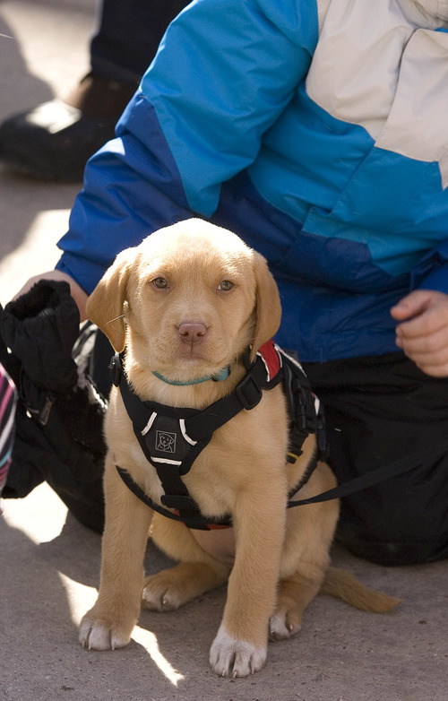 Paul Fraughton  |   Salt Lake Tribune
"Lily", Park City Ski Resort's  new avalanche dog in training, was on the resort's plaza where she was an instant hit with skiers who petted her and posed with her for photos.
 Tuesday, February 19, 2013