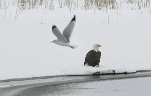 Scott Sommerdorf  |  The Salt Lake Tribune
A mature bald eagle looks for fish as a gull passes in the foreground at the newly named Robert N. Hasenyager Great Salt Lake Nature Center at Farmington Bay Saturday, February 9, 2013.