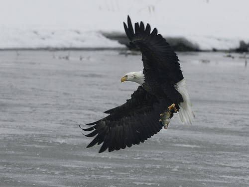 Scott Sommerdorf  |  The Salt Lake Tribune
A mature Bald Eagle makes a landing on the ice after it captured a fish at the newly named Robert N. Hasenyager Great Salt Lake Nature Center at Farmington Bay, Saturday, February 9, 2013.