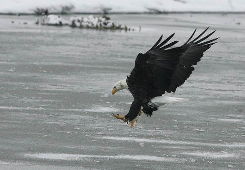 Scott Sommerdorf   |  The Salt Lake Tribune
A bald eagle lands on the ice after it captured a fish at the newly named Robert N. Hasenyager Great Salt Lake Nature Center at Farmington Bay, Saturday, February 9, 2013.