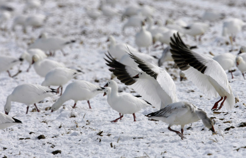 Rick Egan   |  Tribune file photo
Snow geese feed in fields near Delta during the 2010 Snow Goose Festival. This year's festival is Feb. 22 and 23, 2013.