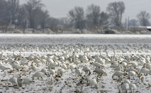 Rick Egan   |  Tribune file photo
Snow geese feed in fields near Delta during the 2010 Snow Goose Festival. This year's festival is Feb. 22 and 23, 2013.