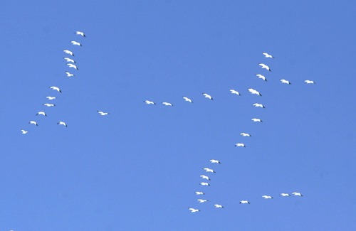 Rick Egan   |  Tribune file photo
Snow geese fly over Gunnison Bend Reservoir during the 2010 Delta Snow Goose Festival.  This year's festival is Feb. 22 and 23, 2013.