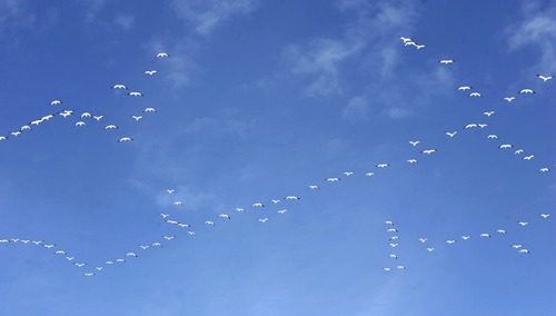 Rick Egan   |  Tribune file photo
Snow geese fly over Gunnison Bend Reservoir during the 2010 Delta Snow Goose Festival. This year's festival is Feb. 22 and 23, 2013.
