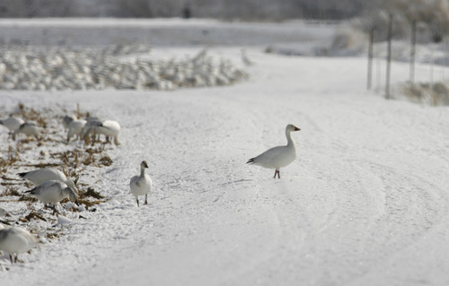 Rick Egan   |  Tribune file photo
A lone goose strays from the thousands of snow geese feeding in fields near Delta during the 2010 Snow Goose Festival. This year's festival is Feb. 22 and 23, 2013.