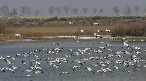 Rick Egan   |  Tribune file photo
Snow geese land on Gunnison Bend Reservoir during the 2010 Delta Snow Goose Festival. This year's festival is Feb. 22 and 23, 2013.