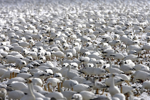 Rick Egan   |  Tribune file photo
Thousands of snow geese feed in fields near Delta during the 2010 Snow Goose Festival. This year's festival is Feb. 22 and 23, 2013.