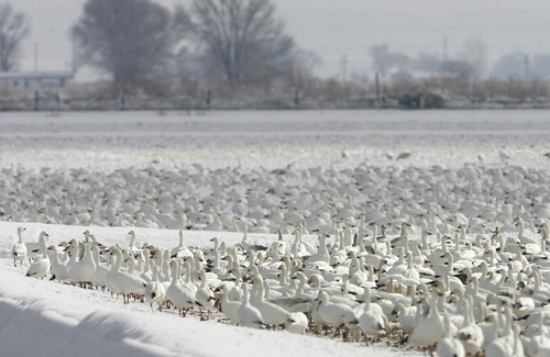 Rick Egan   |  Tribune file photo
Thousands of snow geese feed in fields near Delta during the 2010 Snow Goose Festival. This year's festival is Feb. 22 and 23, 2013.