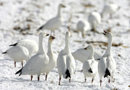 Rick Egan   |  Tribune file photo
A group of snow geese appear to be having a laugh as they feed in a field near Delta during the 2010 Snow Goose Festival. This year's festival is Feb. 22 and 23, 2013.