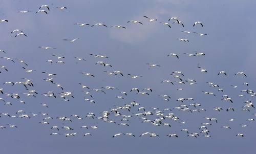 Rick Egan   |  Tribune file photo
Snow geese fly over Gunnison Bend Reservoir during the 2010 Delta Snow Goose Festival. This year's festival is Feb. 22 and 23, 2013.