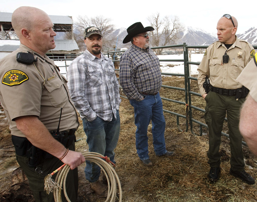 Leah Hogsten  |  The Salt Lake Tribune

l-r  Utah County Sheriff's deputy Sean Peterson, Justin Barrow and his father Dean Barrow of Ogden and Utah County Sheriff's deputy Max Morgan discuss the conditions and facts regarding the emaciated horses February 19, 2013 on Trudy Child's property. 
Utah County Sheriff's deputies found emaciated horses February 13, 2013 in Spanish Fork, Mapleton and Spanish Fork Canyon that were under the Trudy and Rory Childs' care. Many horses are significantly malnourished and were suffering from long term neglect of water, food and shelter. The Childs were arrested under suspicion of 31 counts of livestock at large and 101 counts of cruelty to animals.