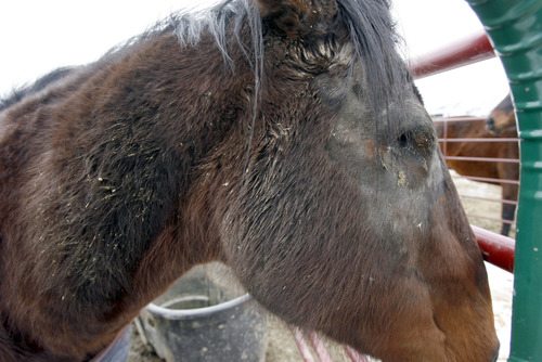 Francisco Kjolseth  |  The Salt Lake Tribune
Scooby who was rescued by Kendra Munden of Herriman came in with a crushed eye that needed to be removed. With the help of her husband James and friends she helps run a rescue for horses where they rehabilitate starved, abused and neglected horses, who then go up for adoption.