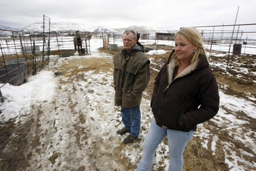 Francisco Kjolseth  |  The Salt Lake Tribune
Kendra Munden along with her husband James overlook the many horses they are currently nursing back to health. The slow and expensive process is a labor of love and compassion. Working on a shoestring budget, they rehabilitate starved, abused and neglected horses, who then go up for adoption.