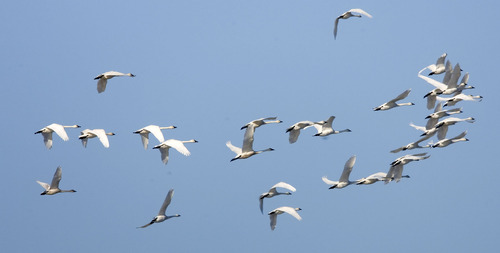 Al Hartmann  |  Tribune file photo
A flock of tundra swans flies over Salt Creek Waterfowl Managment Area south of Tremonton. Tundra Swan Day this year is March 9 at the Bear River Migratory Bird Refuge.