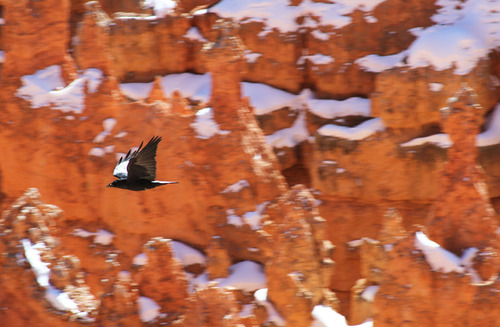 Francisco Kjolseth  |  The Salt Lake Tribune
A raven flies along the snow covered red rock below the rim of Bryce Canyon on Sunday, February 17, 2013.
