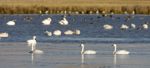 Al Hartmann  |  Tribune file photo
Tundra swans gather at the Bear River Migratory Bird Refuge west of Brigham City.