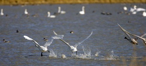 Al Hartmann  |  Tribune file photo
A flock of tundra swans takes off from Salt Creek Waterfowl Management Area south of Tremonton.