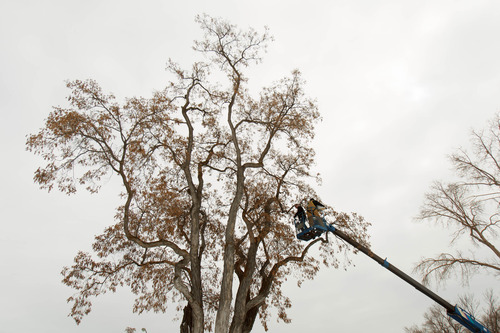 Trent Nelson  |  The Salt Lake Tribune
John Estheimer and Andrew Stahl hang a nest box in a tree near the Fort Douglas Museum Thursday, February 28, 2013 in Salt Lake City. University of Utah biology students initiated the project to hang the boxes for Western screech owls around campus.