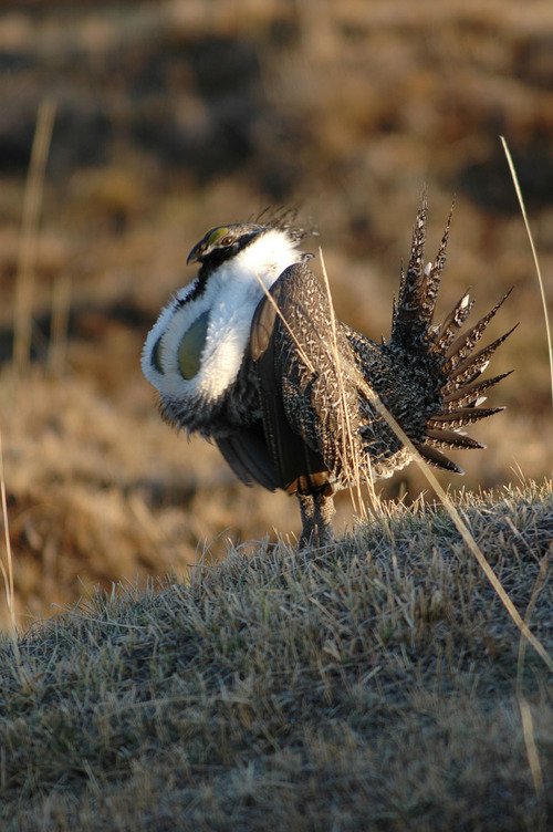 Tribune file photo

Gunnison sage grouse have been proposed for listing under the Endangered Species Act.