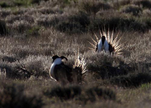 Rick Egan  | Tribune file photo 

Federal wildlife officials propose listing the Gunnison sage grouse, pictured here last spring performing its distinct courtship ritual near Monticello, for protection under the Endangered Species Act.