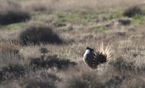 Rick Egan  | Tribune file photo 

Federal wildlife officials propose lising the Gunnison sage grouse, pictured here last spring performing its distinct courtship ritual near Monticello, for protection under the Endangered Species Act.