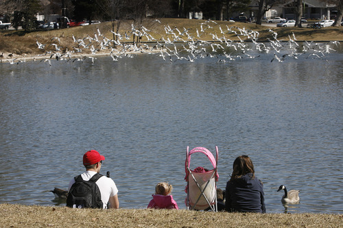 Scott Sommerdorf   |  The Salt Lake Tribune
A family fed geese and watched gulls take flight off the Liberty Park pond, as Sunday brought Spring-like weather to Salt Lake, Sunday, March 10, 2013.