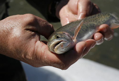 Scott Sommerdorf   |  The Salt Lake Tribune
DWR's Paul Thompson shows one of the Bonneville Cutthroat Trout that were caught on the Weber River as part of DWR research project to study a relic native population of the fish. Scientists are using a scanner to record data in PIT tags in previously caught fish and insert fresh tags in fish that have yet to be tagged, Saturday, March 9, 2013.