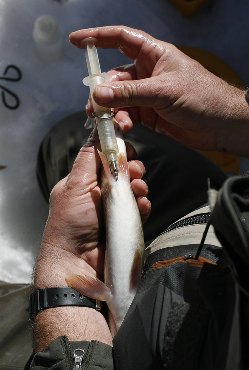 Scott Sommerdorf   |  The Salt Lake Tribune
DWR's Paul Thompson injects one of the electronic tags inside a Bonneville Cutthroat Trout caught on the Weber River as part of DWR research project to study a relic native population of the fish, Saturday, March 9, 2013.  Scientists are using a scanner to record data in PIT tags in previously caught fish and insert fresh tags in fish that have yet to be tagged.